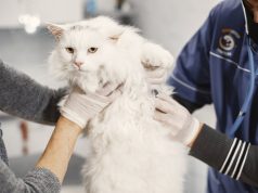 Aparaty do elektrochirurgii weterynaryjnej: precyzja i kontrola krwawienia w praktyce