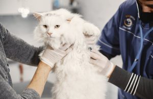 Aparaty do elektrochirurgii weterynaryjnej: precyzja i kontrola krwawienia w praktyce